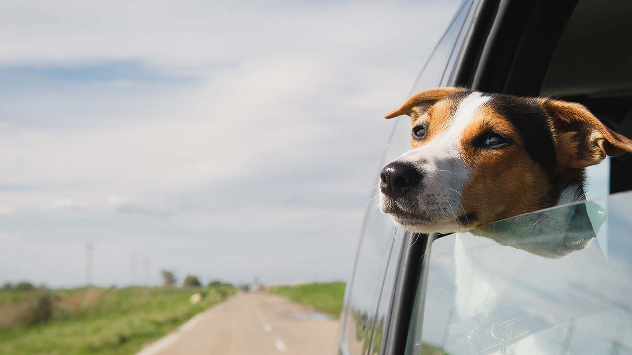 Wie heiß wird ein Auto im Sommer?